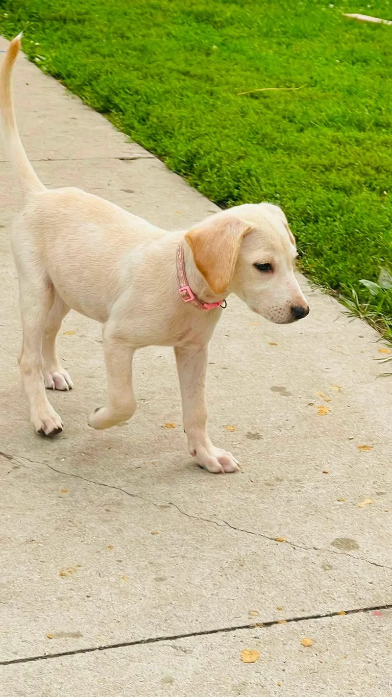 A baby large-sized female Apricot / Beige Treeing Walker Coonhound dog named Breezee for adoption in Clinton, WI