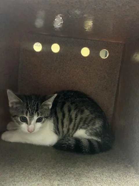 A baby medium-sized male Domestic Short Hair cat named Townsend for adoption in Cookeville, TN