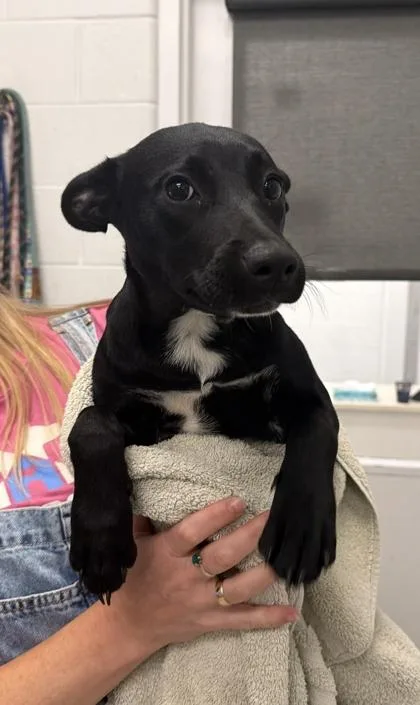 A baby small-sized female Black Mixed Breed dog named Cloud for adoption in Kansas City, MO