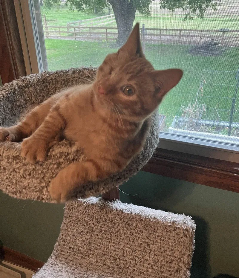A baby small-sized male Domestic Short Hair cat named Scratch for adoption in Forest Lake, MN