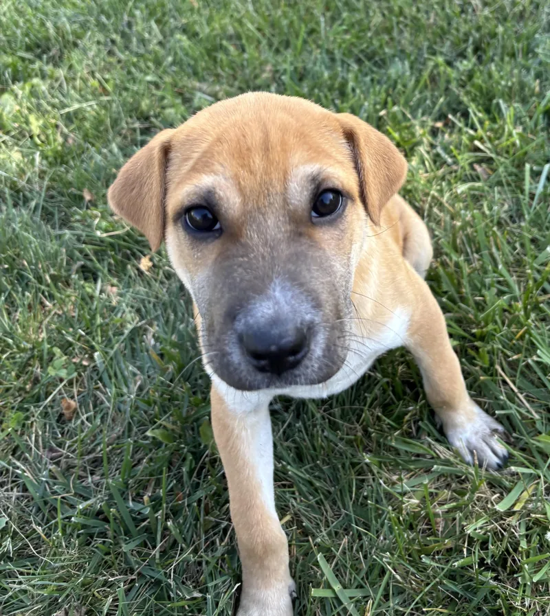 A baby medium-sized female Golden German Shepherd Dog named Tootsie Roll for adoption in Whitestown, IN