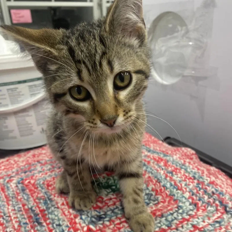 A baby small-sized male Brown / Chocolate Domestic Short Hair cat named Harvey for adoption in Mount Vernon, IN