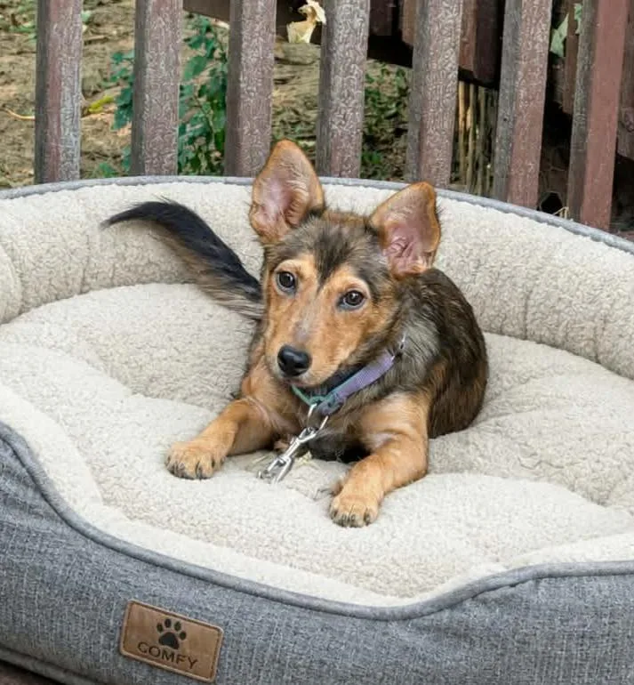 A young small-sized male Jack Russell Terrier dog named Clifford for adoption in Grand Rapids, MI
