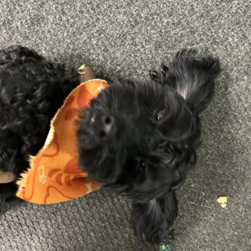 An adult small-sized male Black Miniature Poodle dog named Grayson for adoption in Newark, NJ
