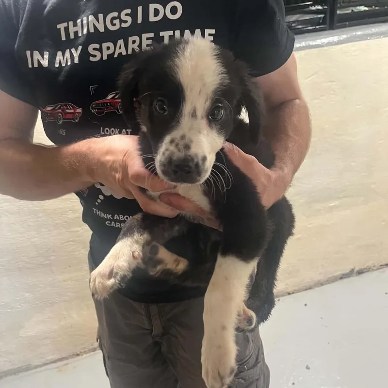 A baby large-sized male Black Border Collie dog named Doug for adoption in Pasadena , MD