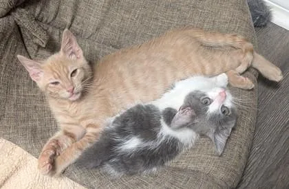 A baby small-sized male Orange / Red Domestic Short Hair cat named Cobbler for adoption in Atlanta, GA