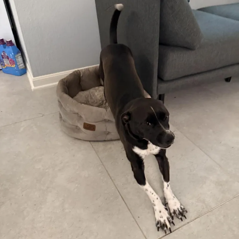 An adult medium-sized male Black Terrier dog named Cameron for adoption in Austin, TX