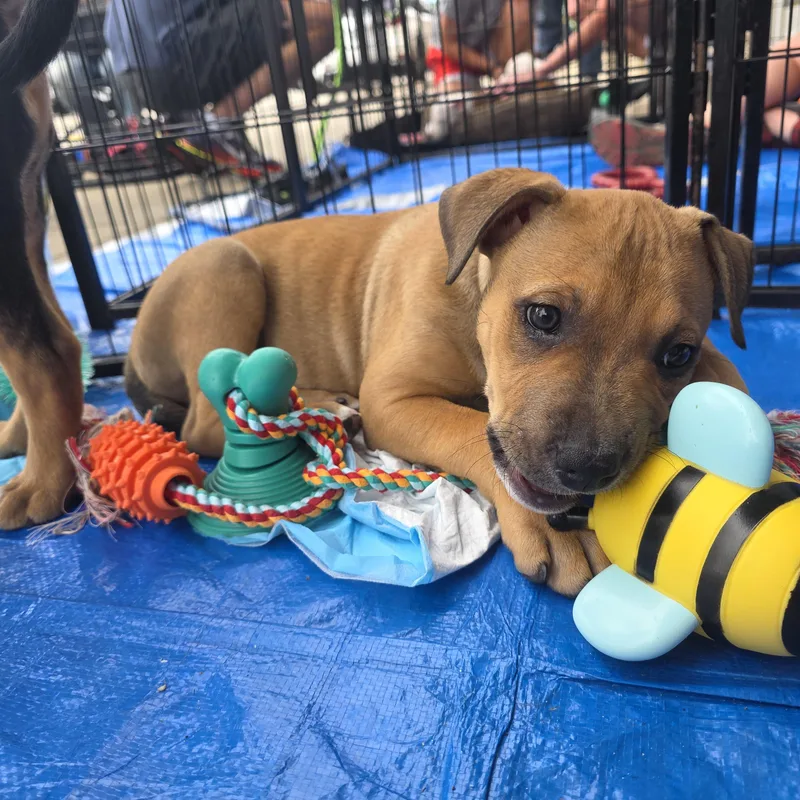 A baby medium-sized male Brown / Chocolate Pit Bull Terrier dog named Dakota for adoption in Dallas, TX