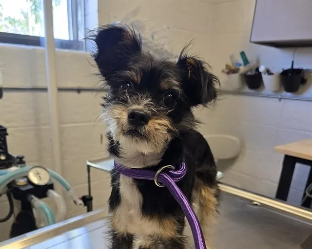 A young small-sized male Terrier dog named Pancho for adoption in Olathe, KS