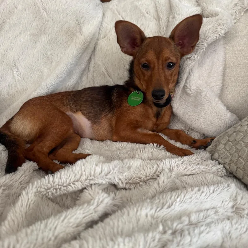 A young small-sized female Red / Chestnut / Orange Miniature Pinscher dog named Penny Pebbles for adoption in New Orleans, LA