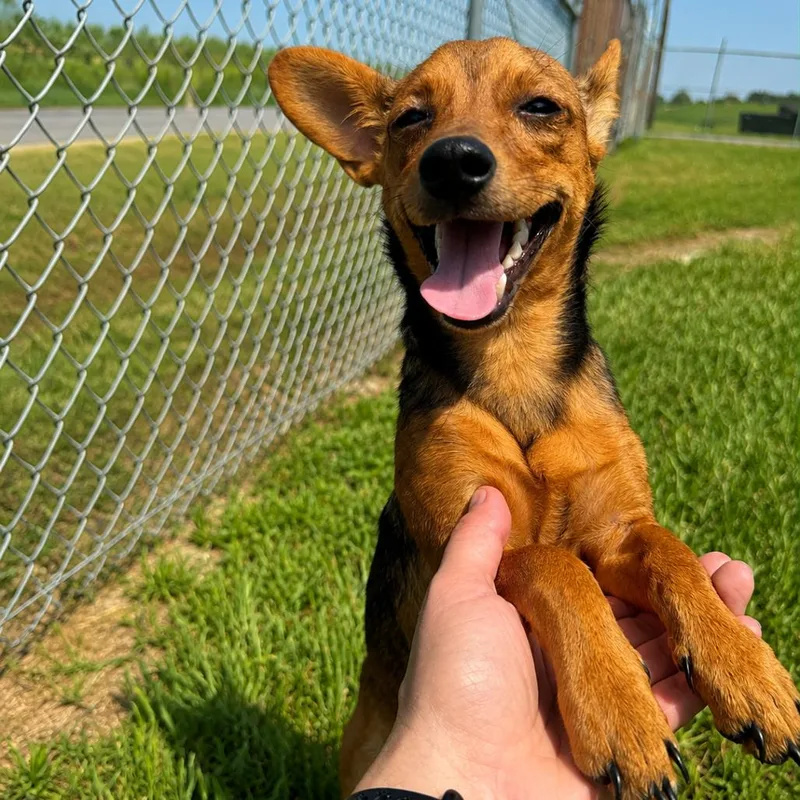 Penny Pebbles thumbnail 2