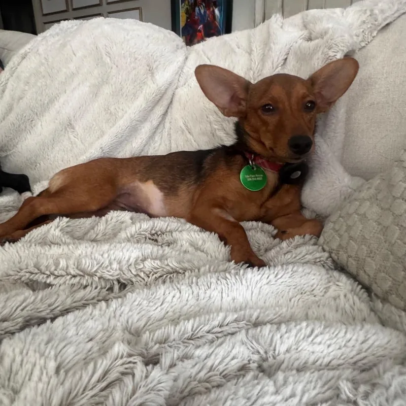 Penny Pebbles thumbnail 3