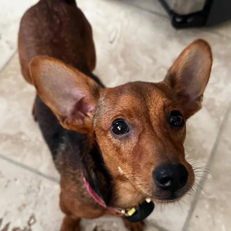 Penny Pebbles thumbnail 4