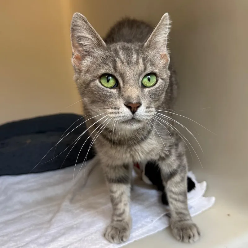 An adult medium-sized female Gray / Blue / Silver Domestic Short Hair cat named Paulina for adoption in Harrisonburg, VA