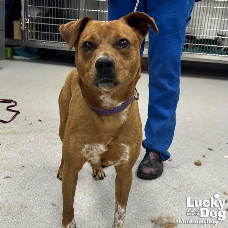 A young medium-sized female Labrador Retriever dog named Zip for adoption in Washington, DC