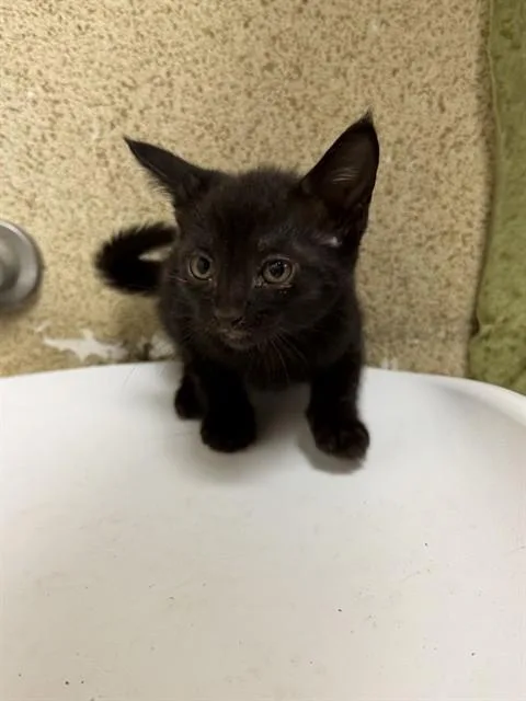 A baby small-sized female Domestic Short Hair cat named Judy for adoption in Riverside, CA