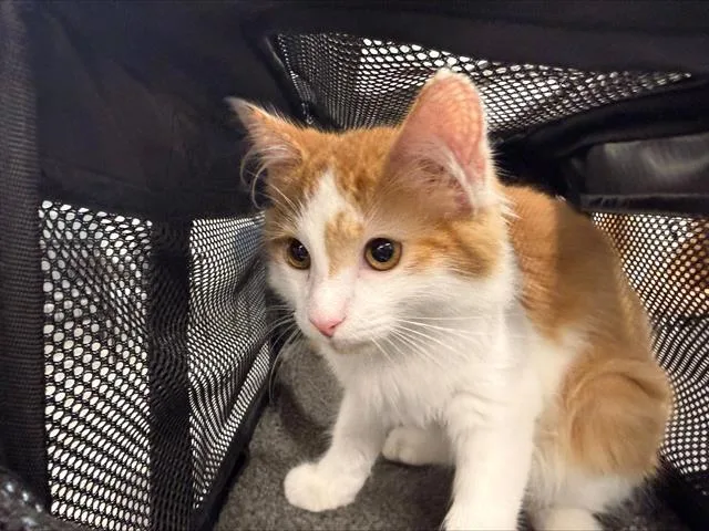 A baby small-sized male Domestic Medium Hair cat named Ernie for adoption in Charlotte, NC