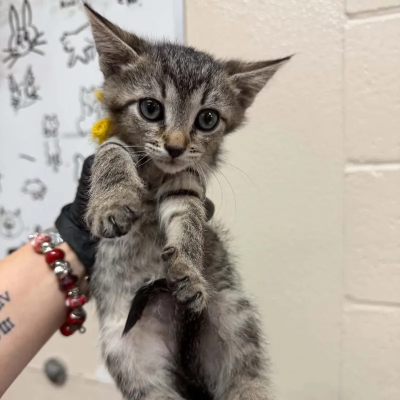 A baby small-sized female Brown / Chocolate Domestic Short Hair cat named Chunky Monkey for adoption in Reno, NV