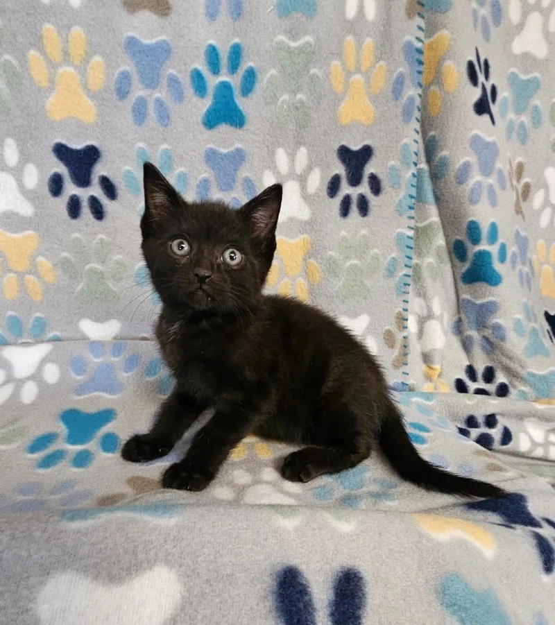 A baby medium-sized male Domestic Short Hair cat named Brandon for adoption in Wabash, IN