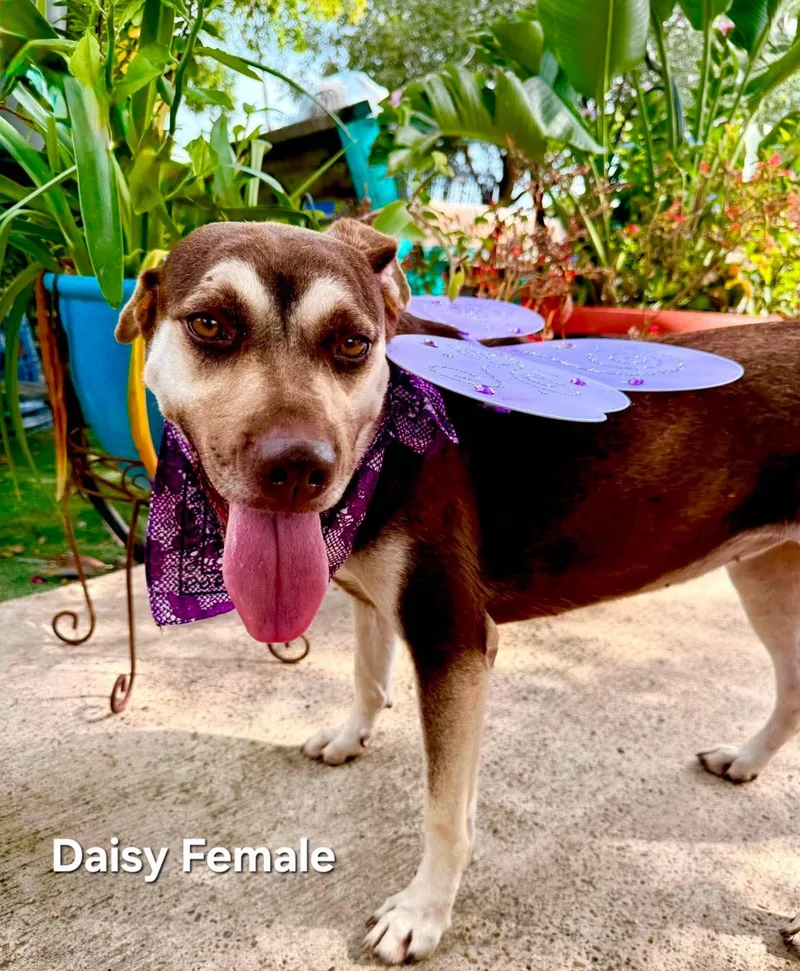 An adult medium-sized female Brown / Chocolate Australian Kelpie dog named Daisy for adoption in Gregory, TX