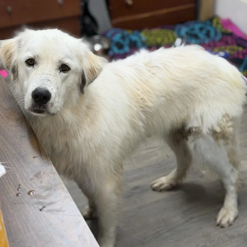 A young large-sized female White / Cream Great Pyrenees dog named Brooke for adoption in Brownsboro, AL