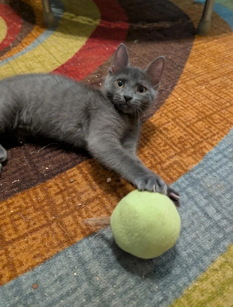 A baby small-sized female Domestic Short Hair cat named Dash for adoption in Dallas, TX