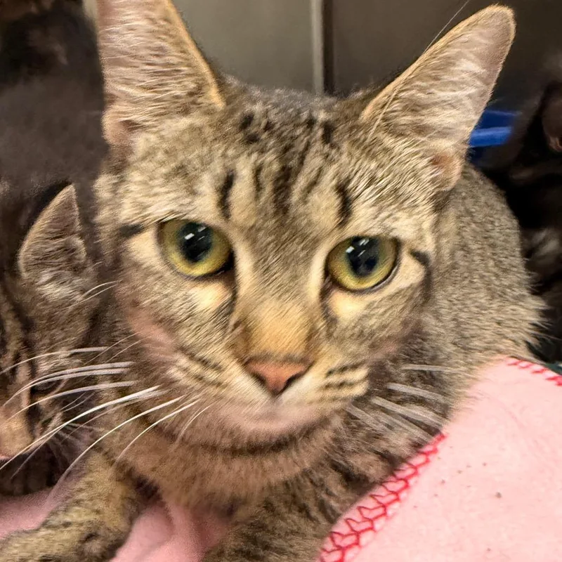 An adult small-sized female Brown / Chocolate Domestic Short Hair cat named Tanya for adoption in Evansville, IN