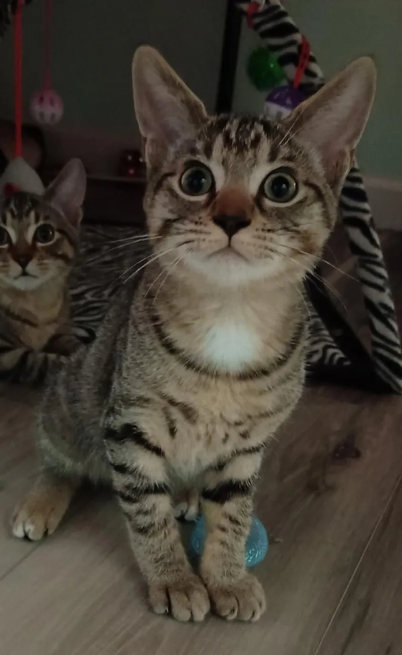 A baby medium-sized female Tabby (Brown / Chocolate) Domestic Short Hair cat named Sabine for adoption in Milwaukee, WI