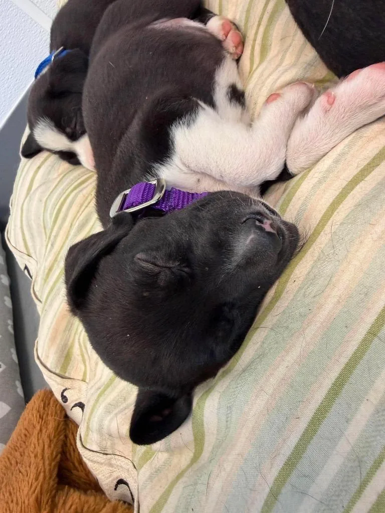 A baby medium-sized female Mixed Breed dog named Onyx for adoption in Raleigh, NC