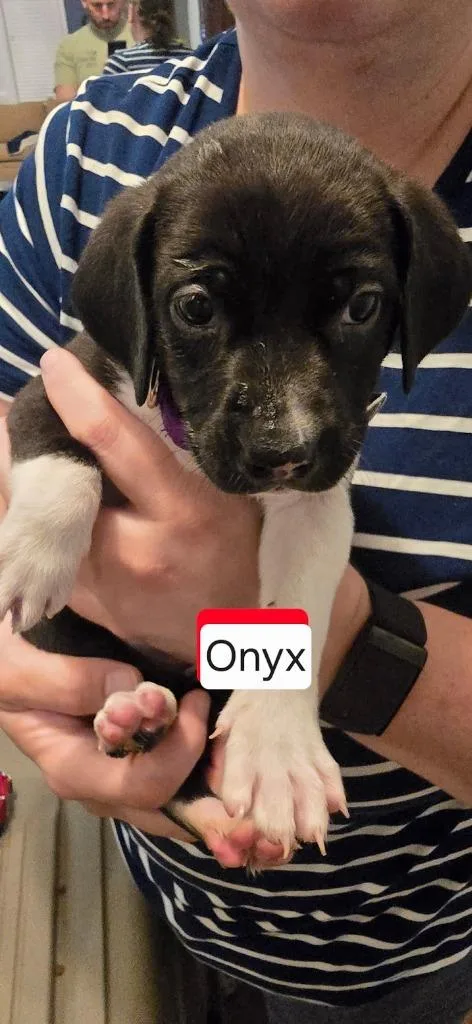 Onyx thumbnail 2