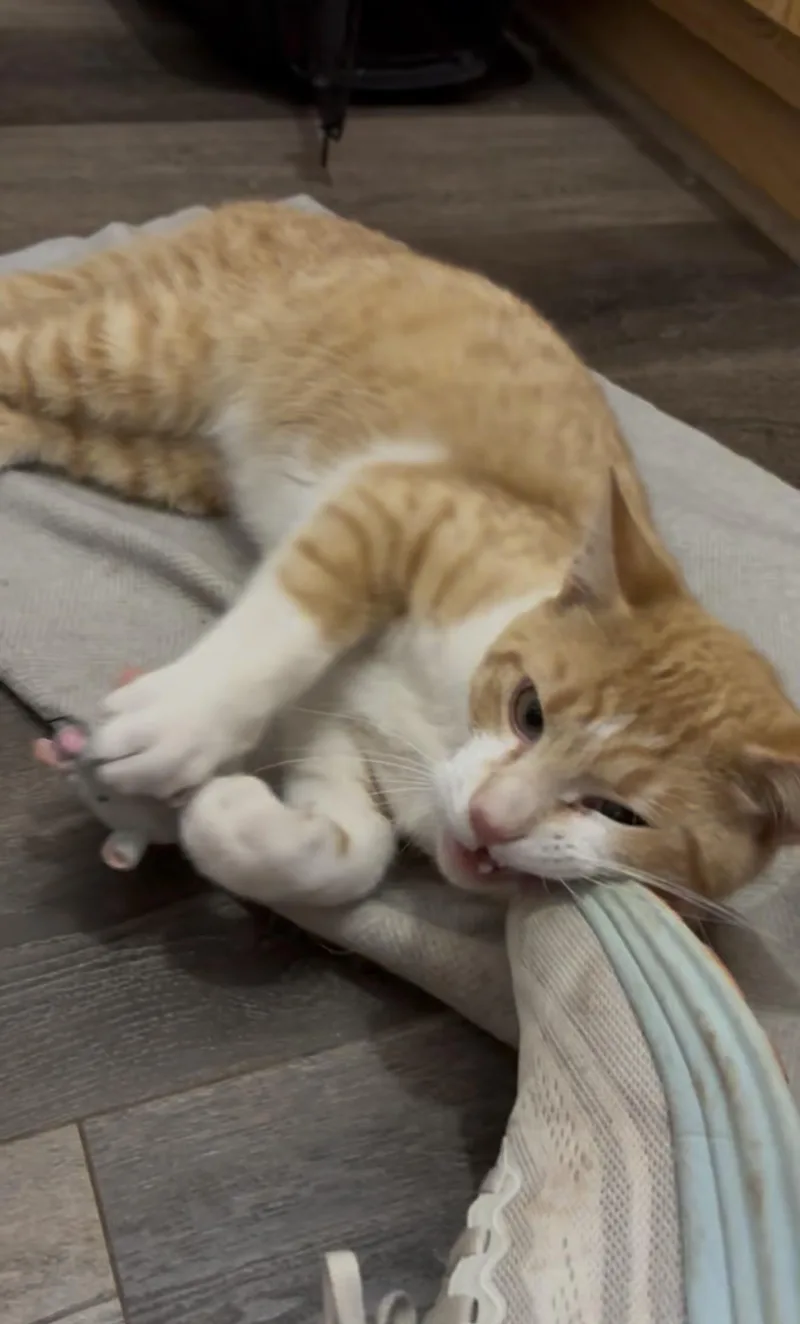 Tony thumbnail 4
