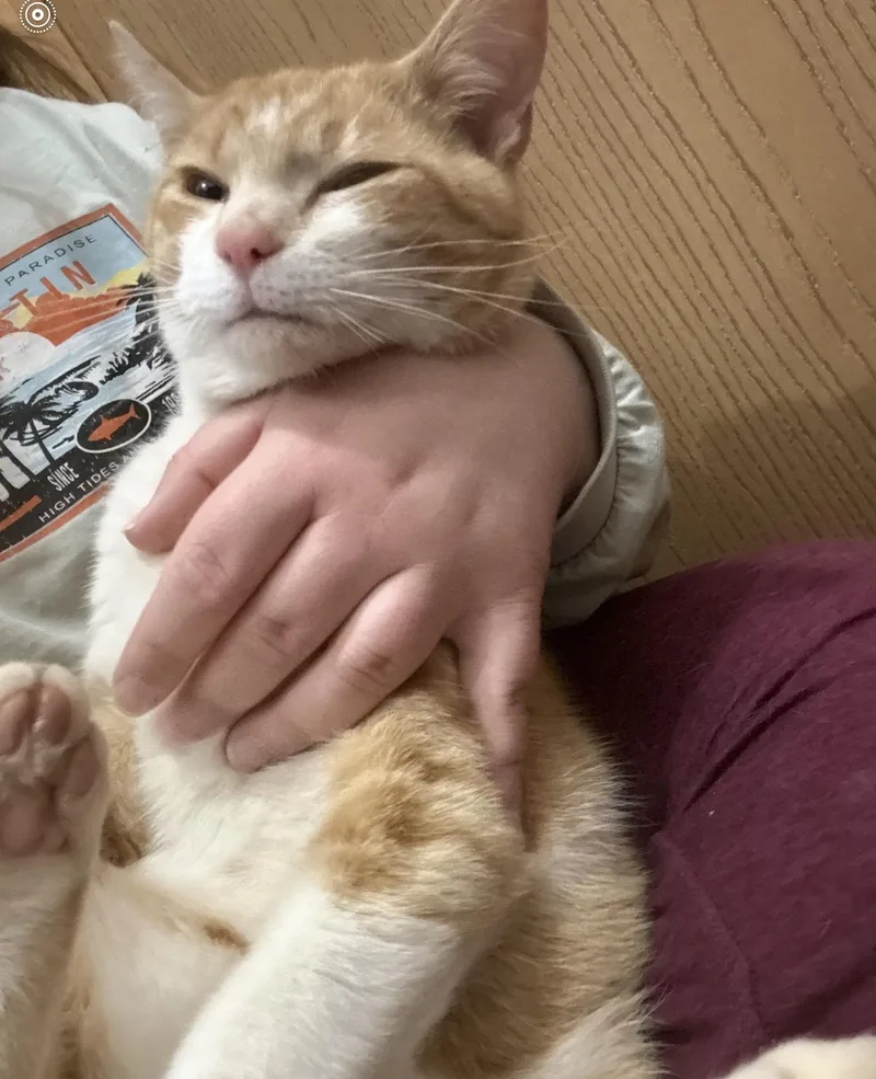 A young medium-sized male Domestic Short Hair cat named Tony for adoption in Charlotte, NC