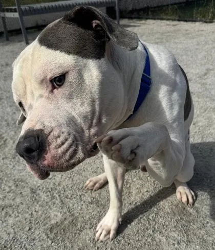 Zeus Zazu thumbnail 2