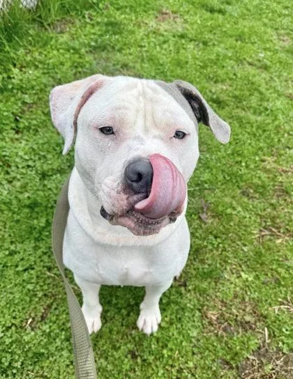 Zeus Zazu thumbnail 3