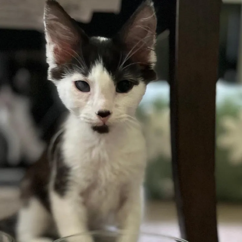 A baby small-sized male White Domestic Short Hair cat named Copperfield for adoption in South Elgin, IL