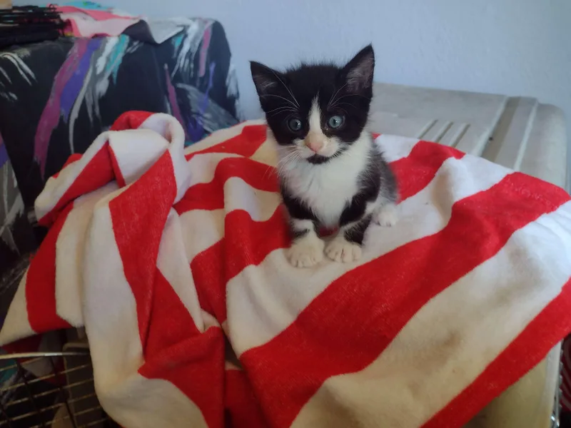 A baby small-sized female Domestic Short Hair cat named Teeter for adoption in Dixon, CA