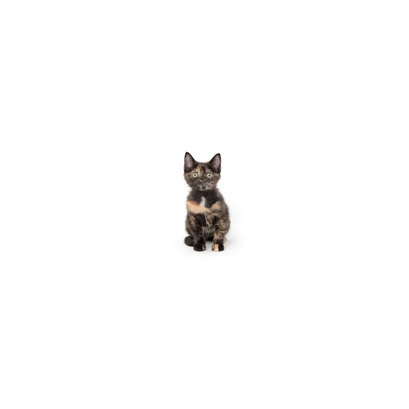 A baby small-sized female Tortoiseshell Domestic Short Hair cat named Guacamole for adoption in Playa Vista, CA