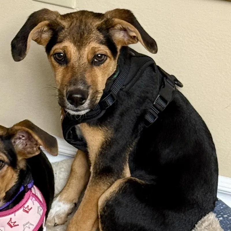A baby medium-sized male Rat Terrier dog named Duke for adoption in Ferndale, MI