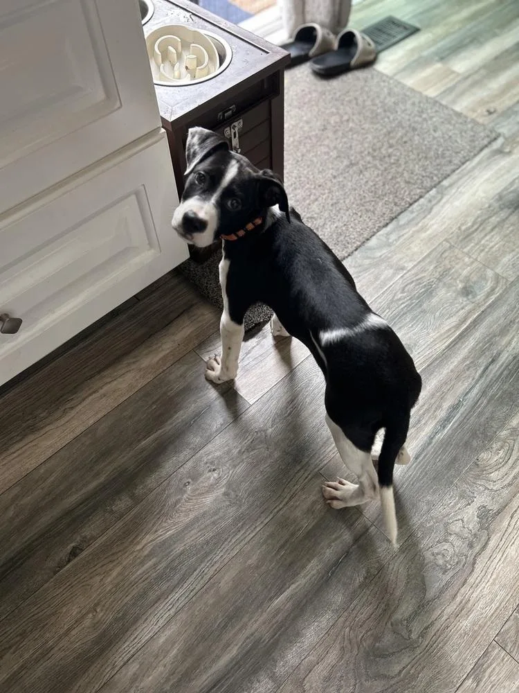 A baby medium-sized female Tricolor (Brown, Black, & White) Mixed Breed dog named Millie Jean for adoption in Lansing, MI