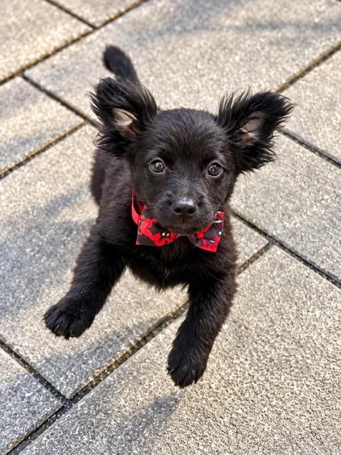 A baby medium-sized male Black Shih Tzu dog named Nyx for adoption in Plainfield, IL