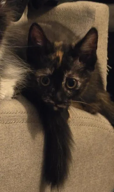 A baby medium-sized female Tortoiseshell Domestic Short Hair cat named Whopper for adoption in Liverpool, TX