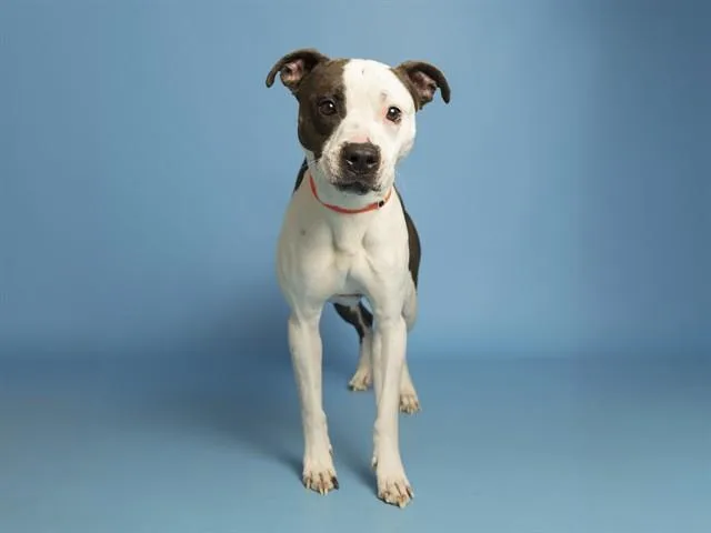 An adult medium-sized male Pit Bull Terrier dog named Wiley for adoption in Phoenix, AZ