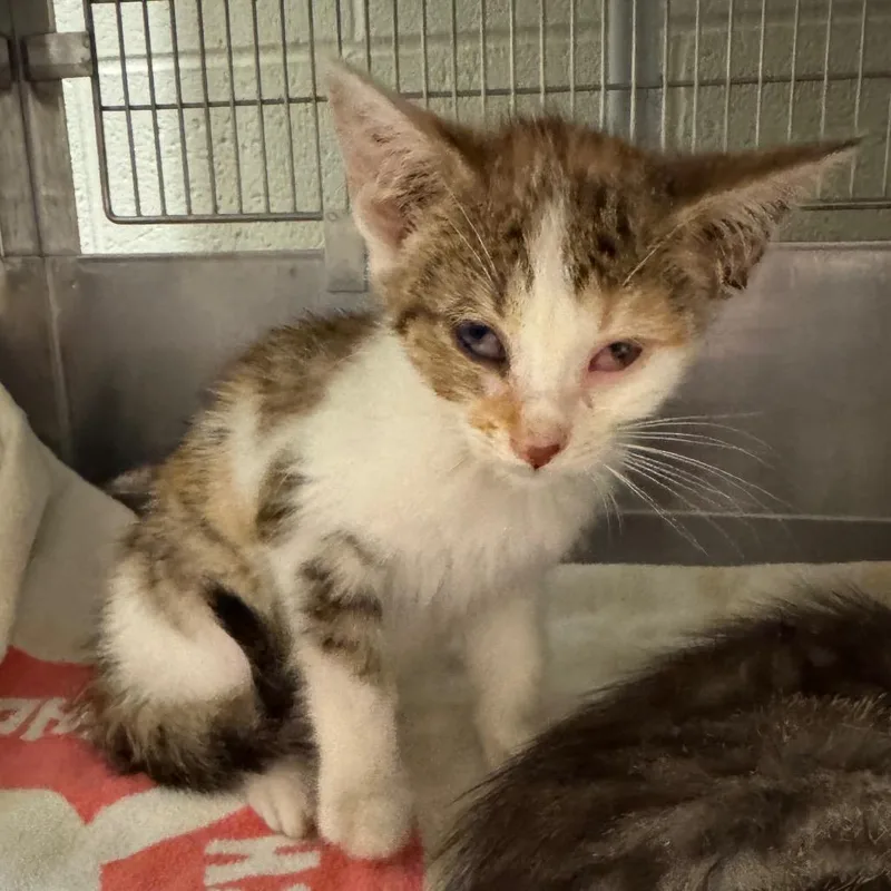 A baby small-sized female Torbie Domestic Short Hair cat named Devyn for adoption in Bristol, IN