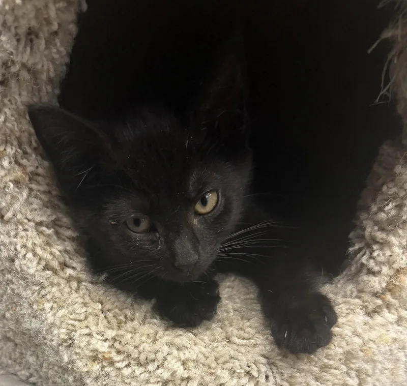 A baby medium-sized male Black Domestic Short Hair cat named Crump for adoption in Georgetown, KY