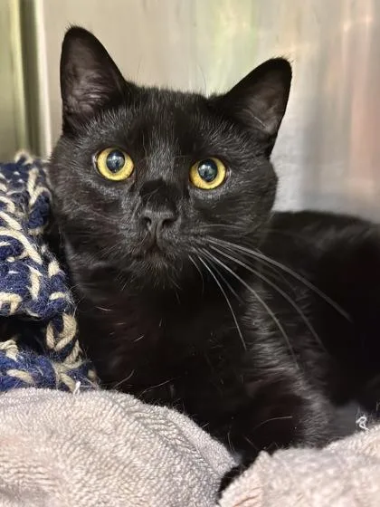 A young small-sized male Domestic Short Hair cat named Alan for adoption in Athens, GA