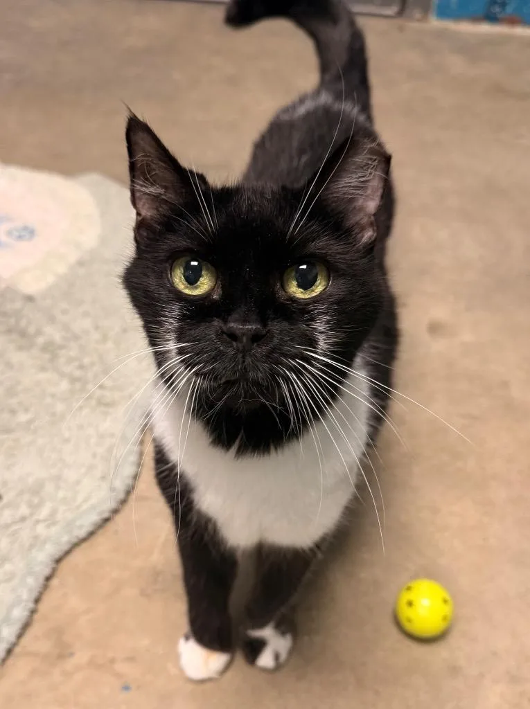 A senior medium-sized female Domestic Short Hair cat named Tennessee for adoption in Defiance, OH