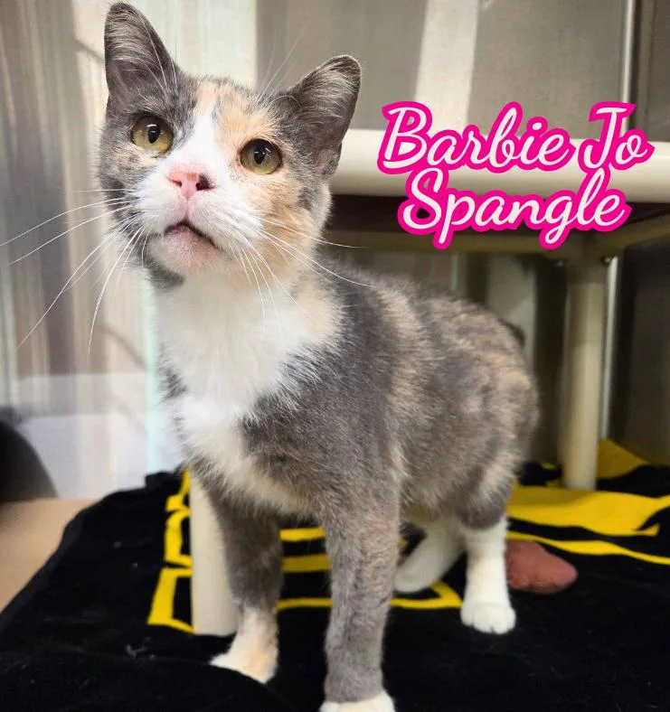 An adult medium-sized female Dilute Tortoiseshell Domestic Short Hair cat named Barbie Jo Spangle for adoption in Nevada, IA