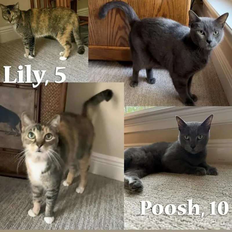 An adult medium-sized female Domestic Short Hair cat named Lilly & Poosh for adoption in DeLand, FL