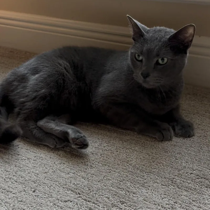 Lilly & Poosh thumbnail 6