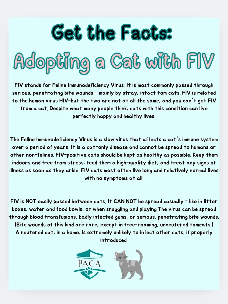 A young medium-sized female Black & White / Tuxedo Tuxedo cat named Camelia for adoption in Albuquerque, NM